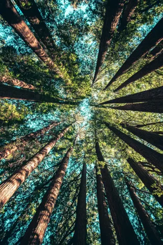 A view upward along tall tree trunks into a sunlit green canopy