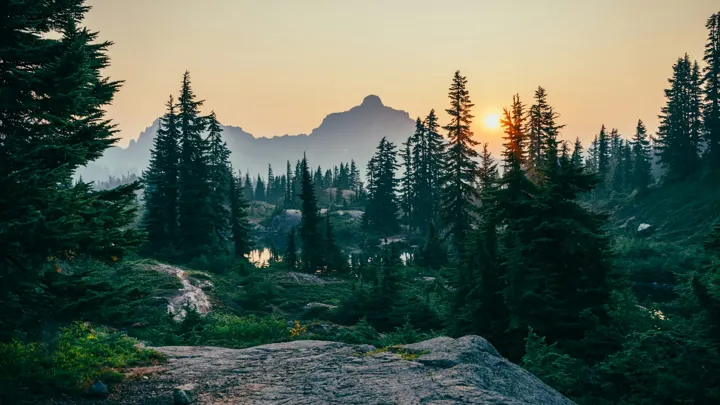 Conifers and a rocky forest floor below mountains at sunset