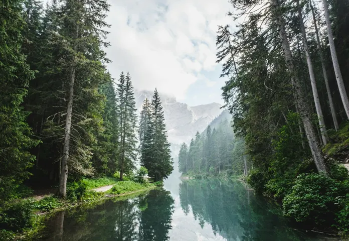 Tall conifers beside a still lake, with mountains beyond the woodland