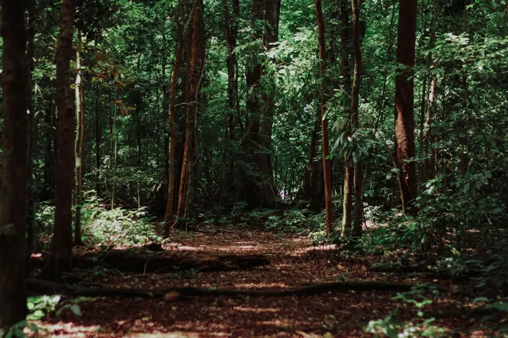 Large trees beside a shaded path through a dense forest