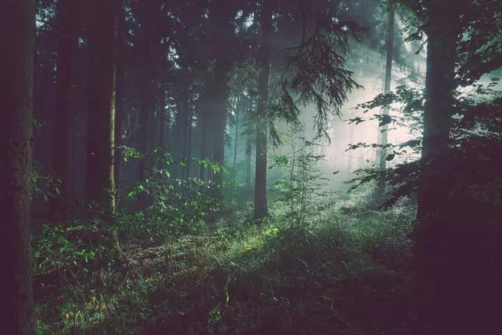 Morning light reaching the green undergrowth of a quiet forest